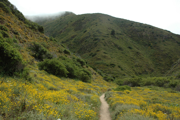Soberanes Canyon 101.jpg